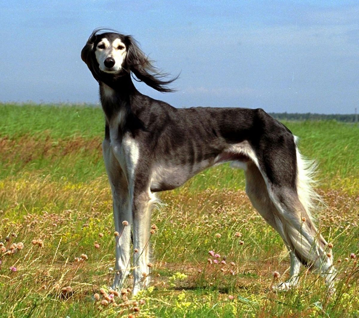 Saluki