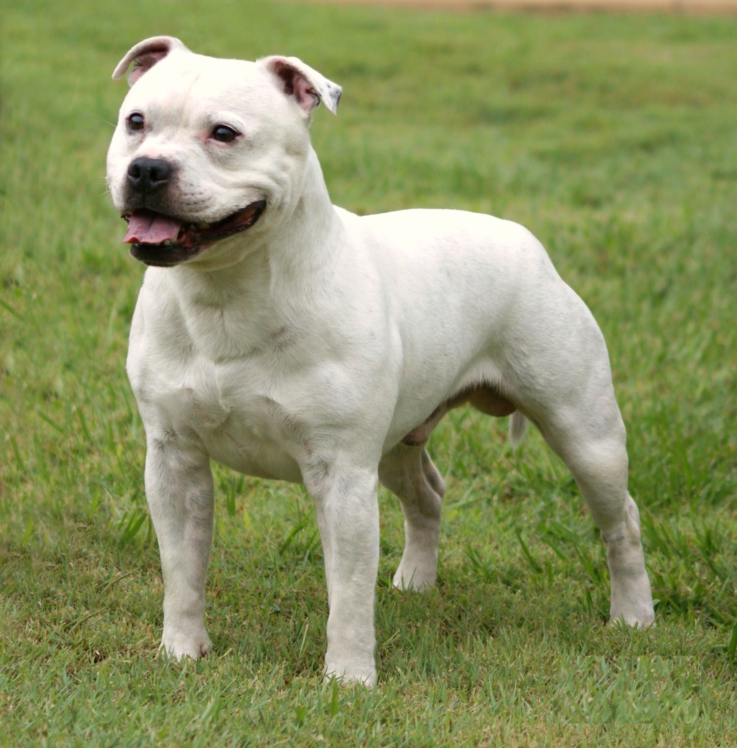 Staffordshire Bull Terrier Happy Pet Stories