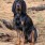 blacktancoonhound