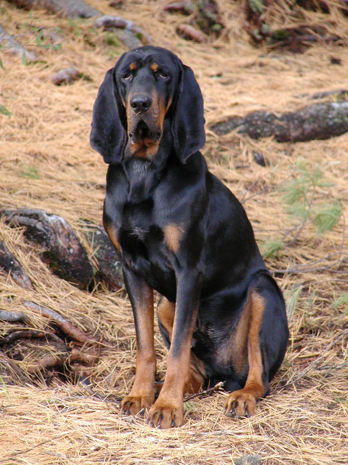 Black and Tan Coonhound - Happy Pet Stories