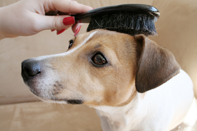 how to brush a dog how to brush a dog