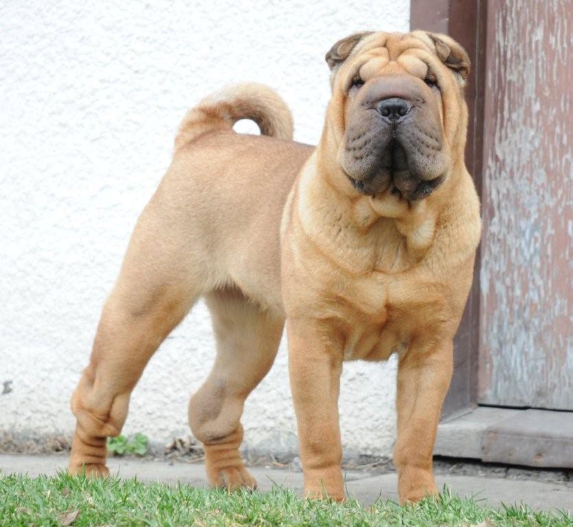 swollen hocks shar pei