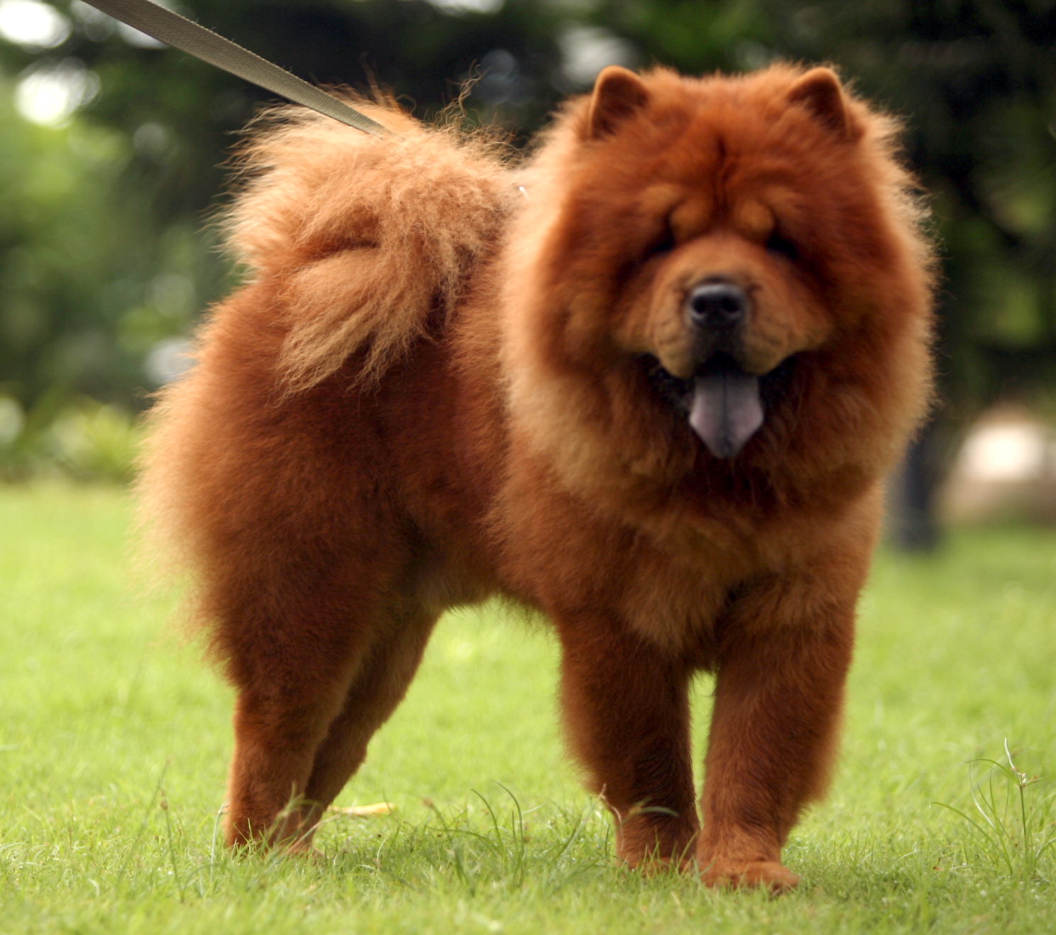 Chow Chow Happy Pet Stories