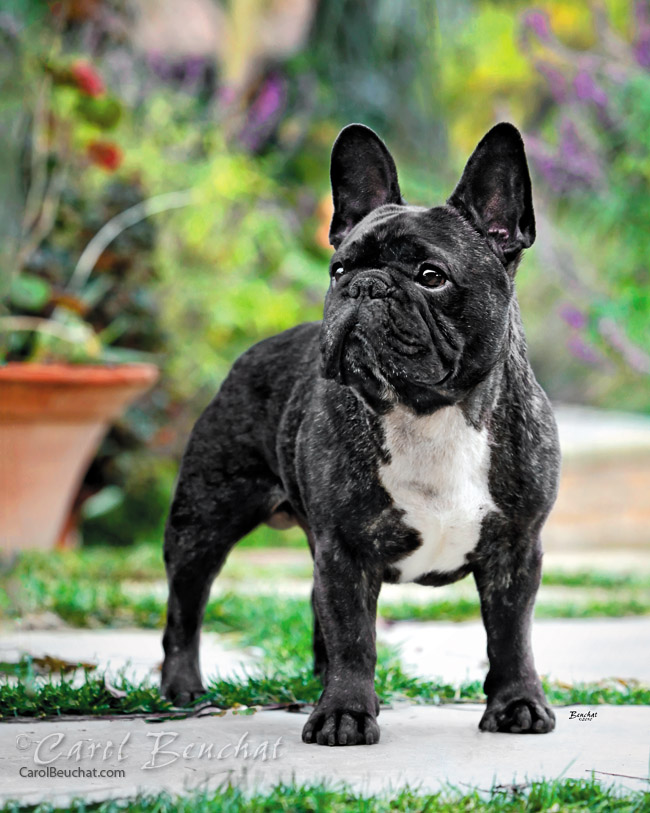 French Bulldog - Happy Pet Stories