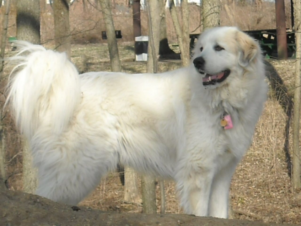 Great Pyrenees Happy Pet Stories