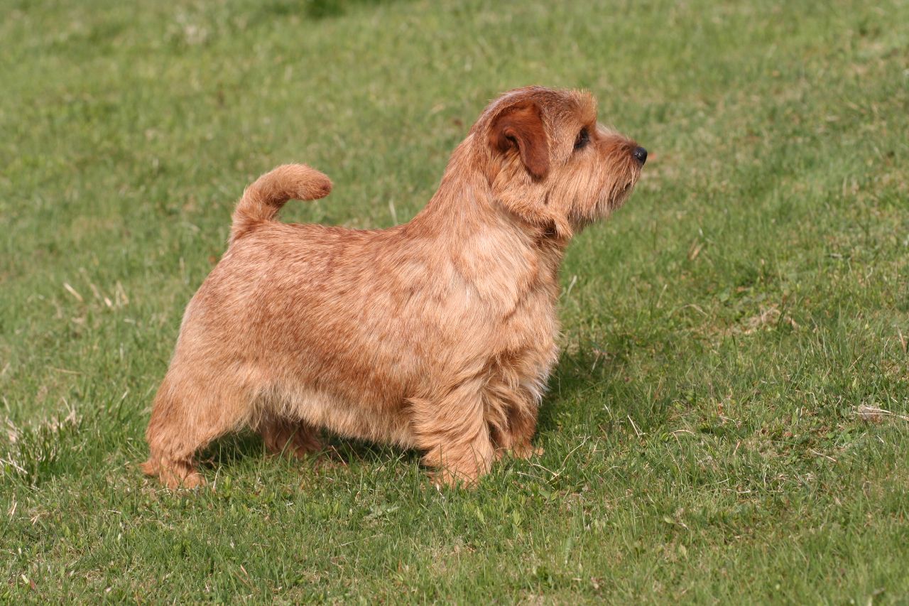 Norfolk Terrier Happy Pet Stories