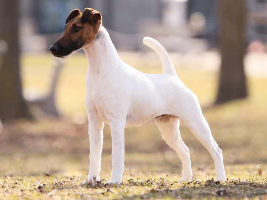 golden fox terrier